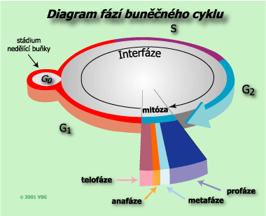 Obrázek životního cyklu buňky