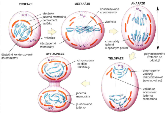 Obrázek mitózy-karyokineze+cytokineze