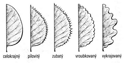 obrázek dělení listů podle okraje čepele