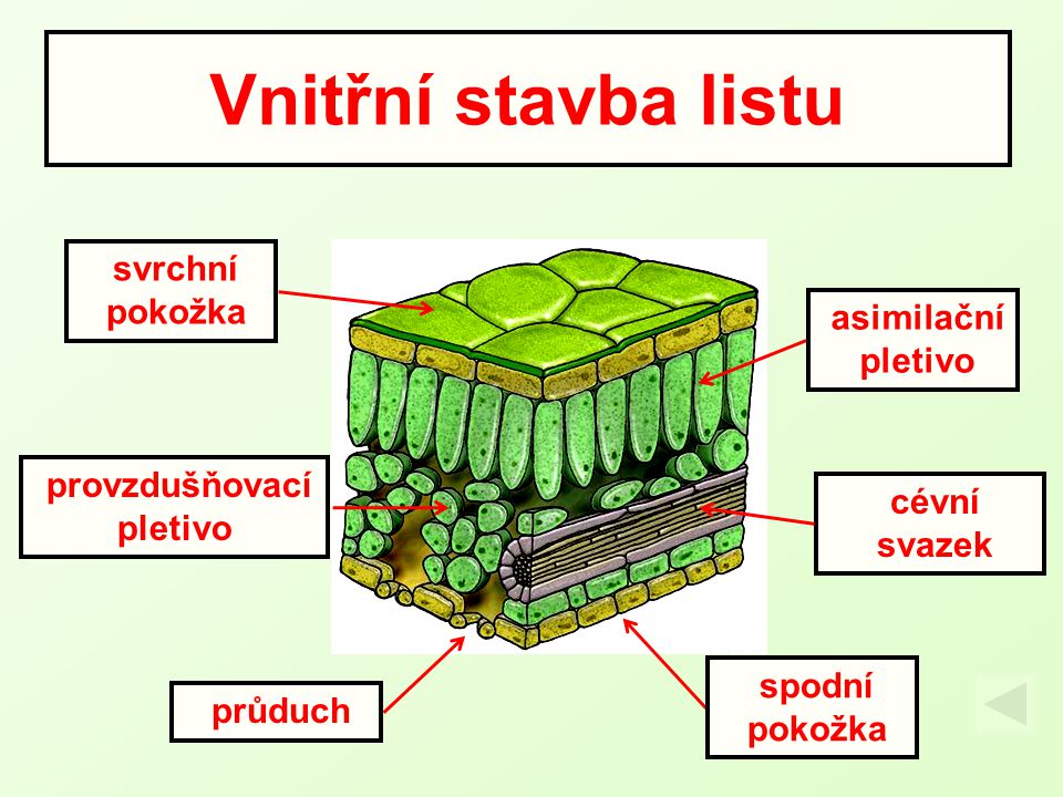 obrázek vnitřní stavby listu