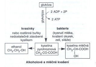 obr kvašení