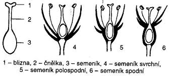 obrázek semeníků