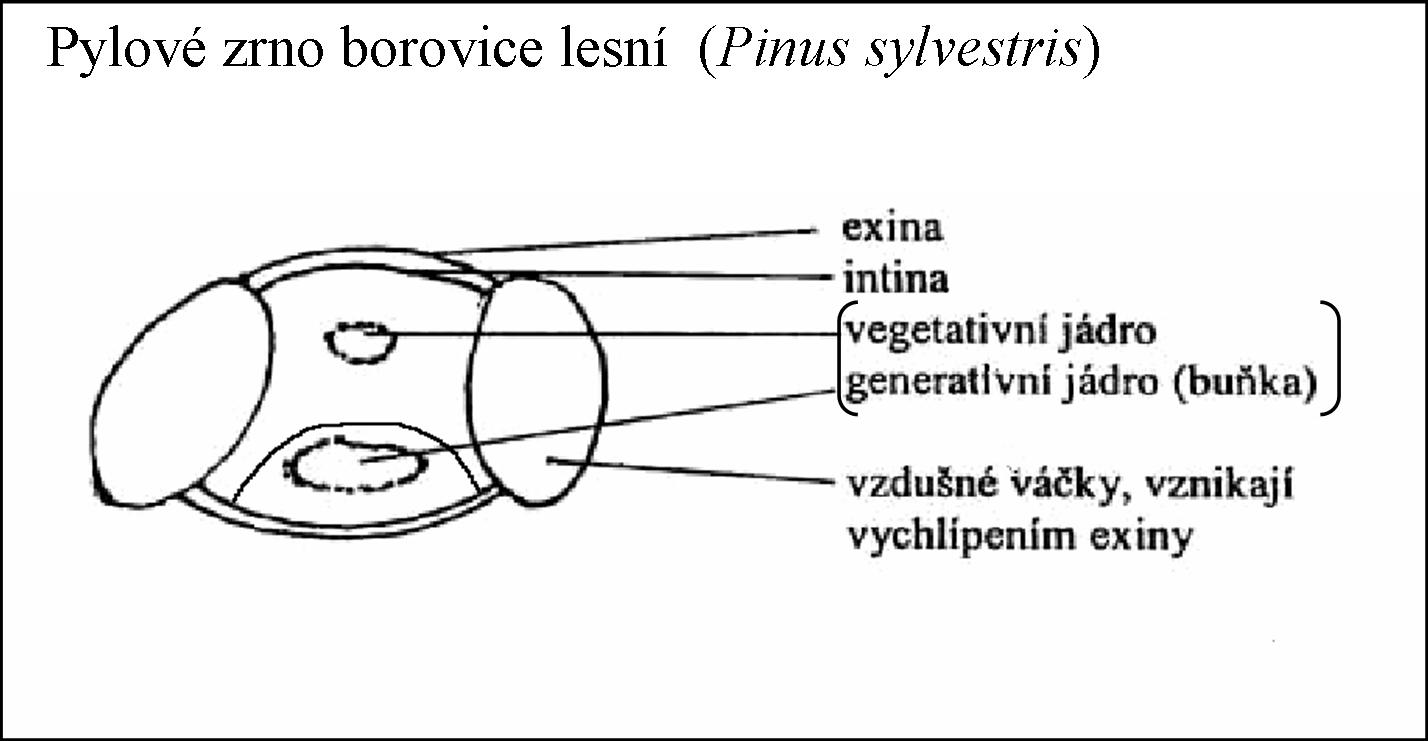 obrázek pylového zrna